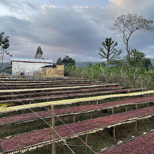 【New!】エチオピア｜シャンタウェネ　浅煎り