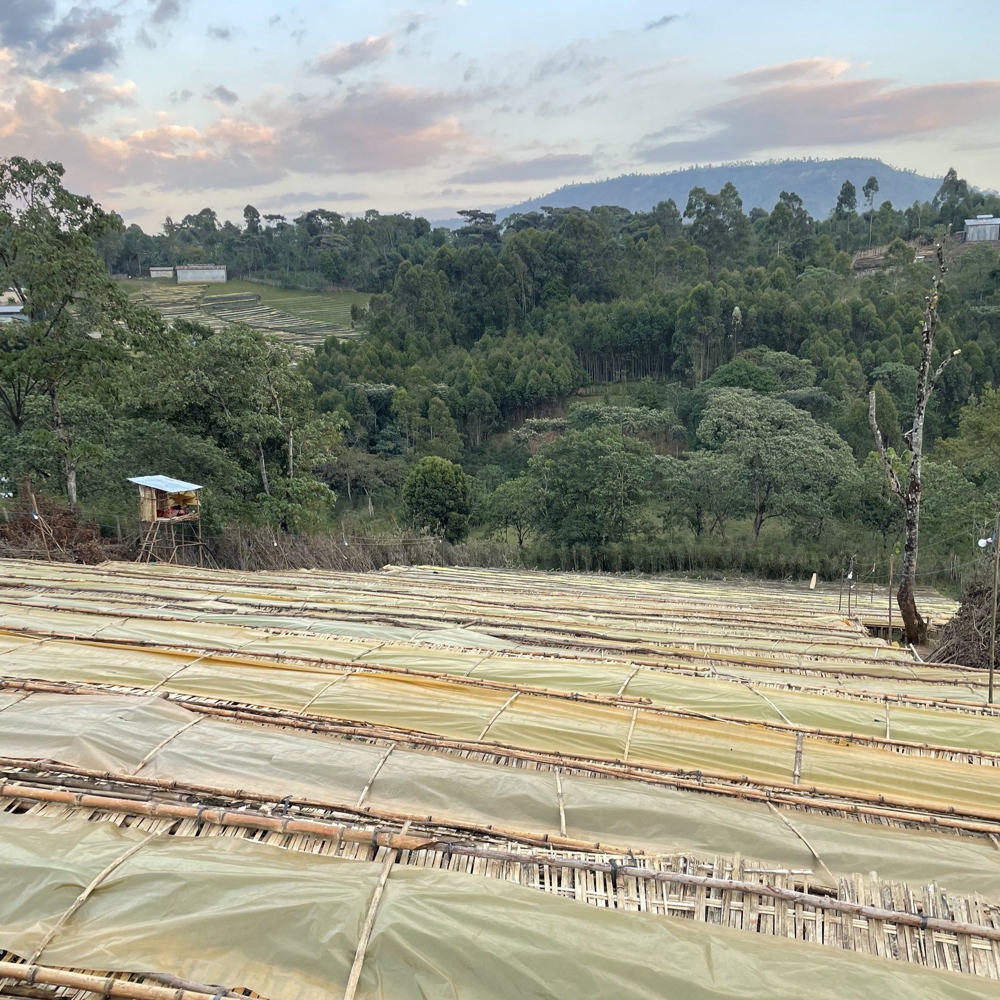 【New!】エチオピア｜シャンタウェネ　浅煎り