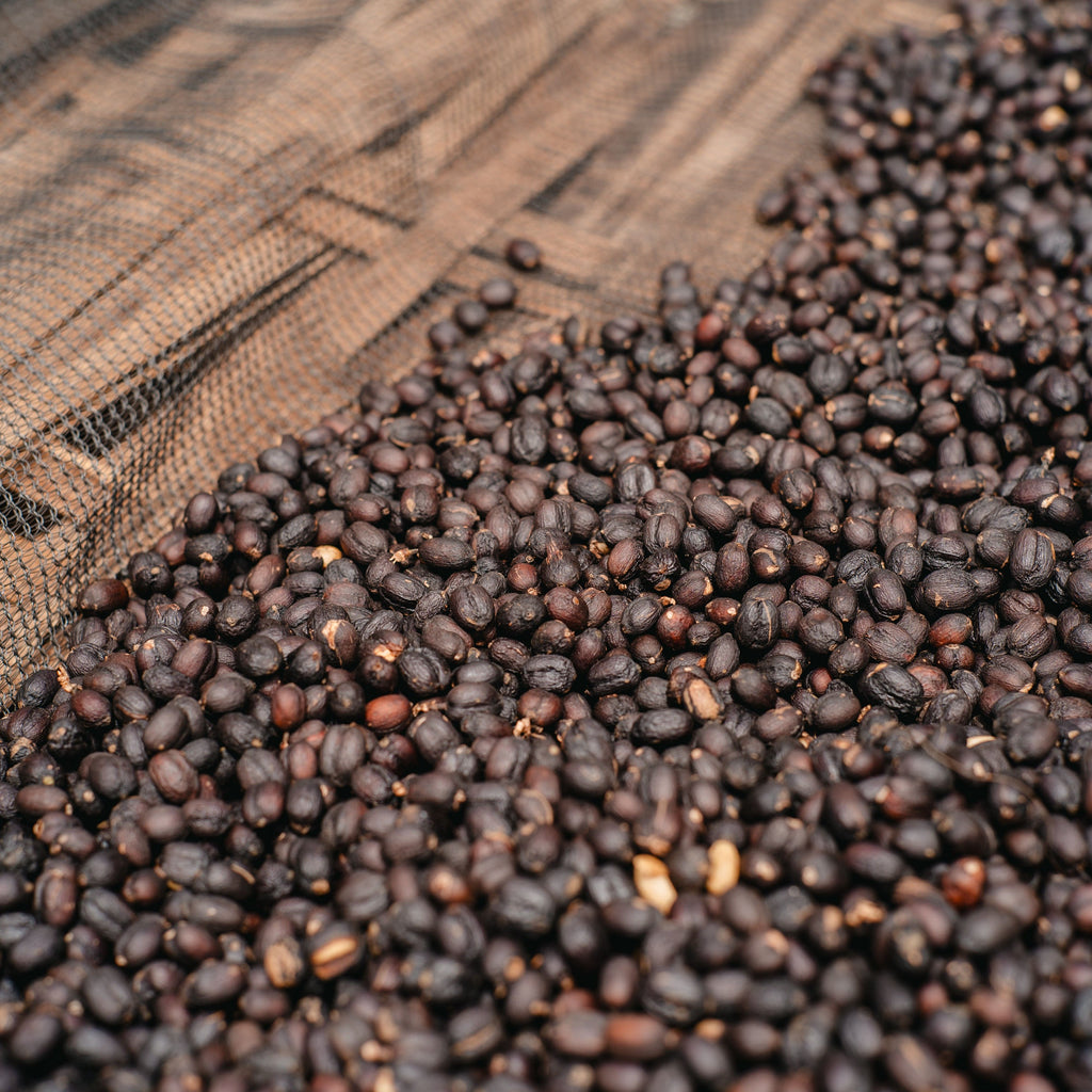 【New!】エチオピア｜シャンタウェネ - 74110, Heirloom - Natural