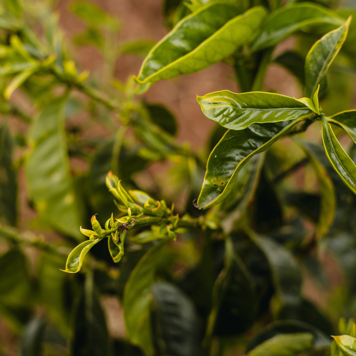 【New!】エチオピア｜シャンタウェネ - 74110, Heirloom - Natural