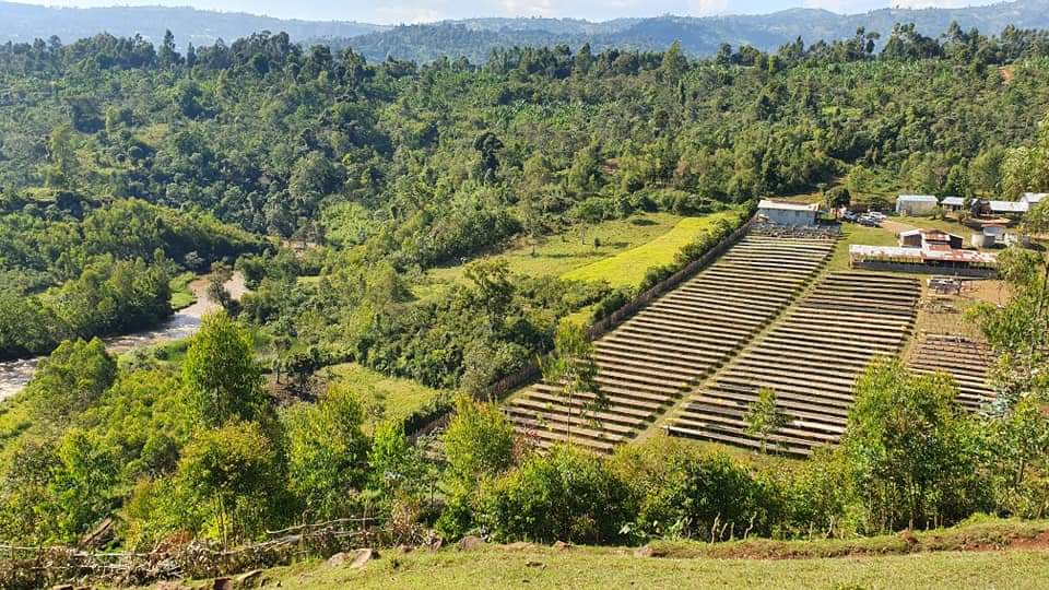 エチオピア｜アイラ  ボンべ　浅煎り