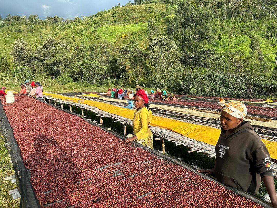 【New!】エチオピア｜アイラ  ボンべ　浅煎り