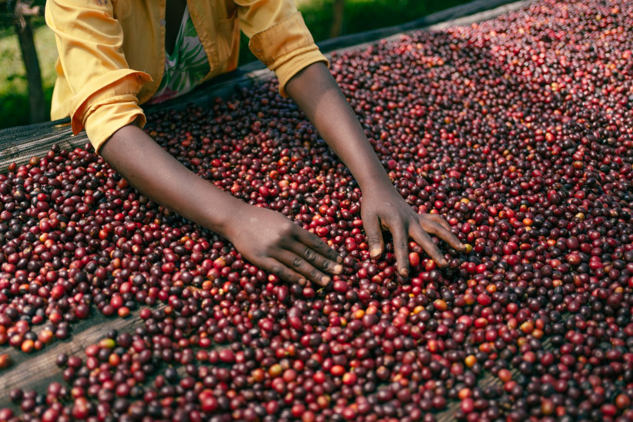 エチオピア｜ヒゲサ　浅煎り