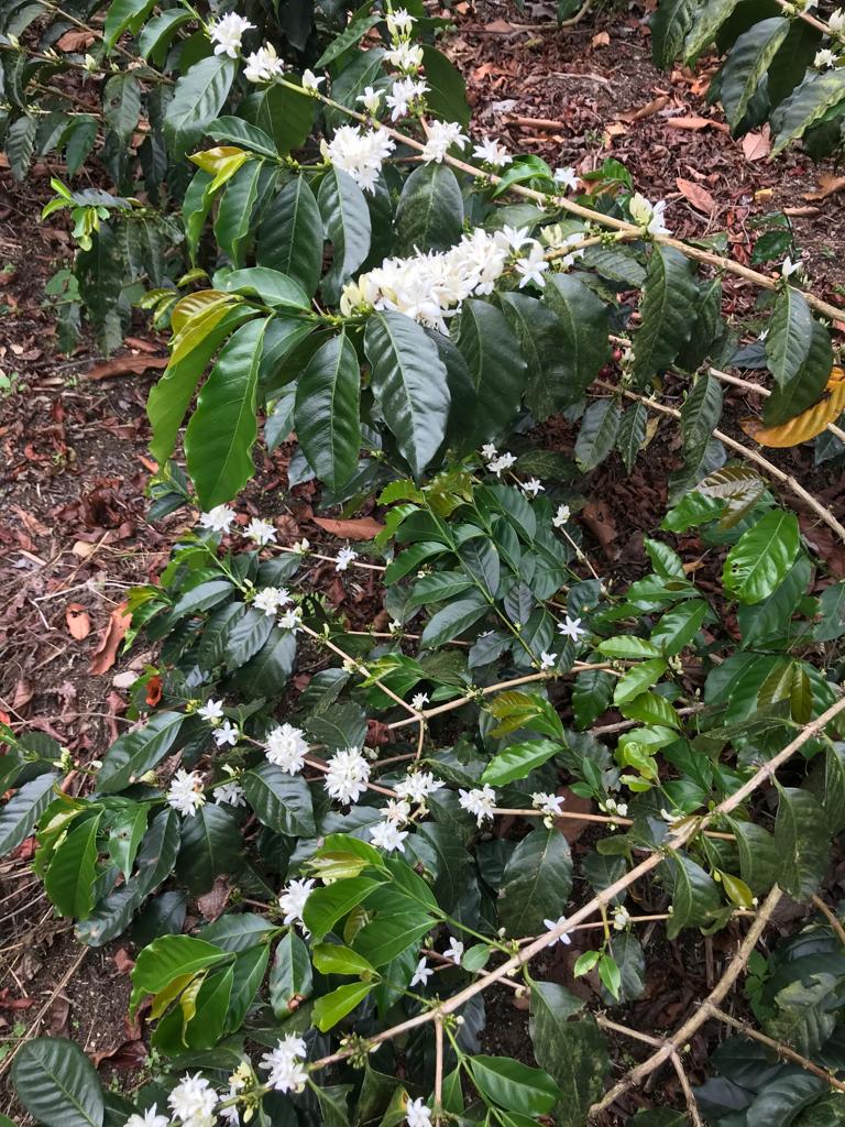 【New!】ホンジュラス｜アンヘル  アルトゥーロ  パス　浅煎り