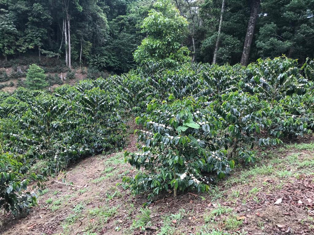 【New!】ホンジュラス｜アンヘル  アルトゥーロ  パス　浅煎り