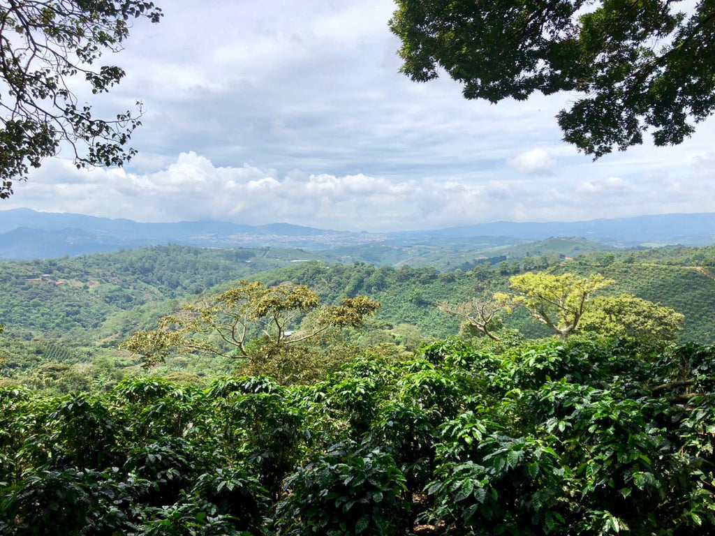 コスタリカ｜バルガス＆グティエレス　浅煎り