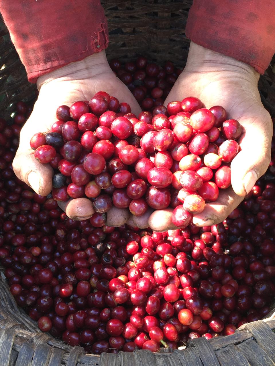 コスタリカ｜バルガス＆グティエレス　浅煎り